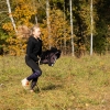 HobbyHorse Dunkelbraun A3