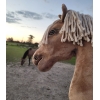 Hobbyhorse kaufen