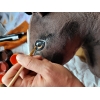 Steckenpferd für Sport Hobbyhorse - dunkelbraunes Pferd A4